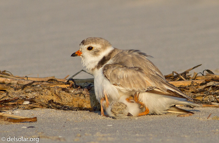 Canon EOS 7D  --  400 mm  --  EF400mm f/5.6L USM  