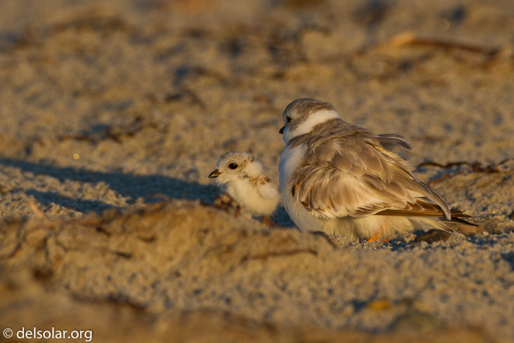 Canon EOS 7D  --  500 mm  --  EF500mm f/4L IS USM  