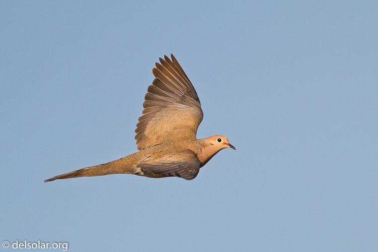 Canon EOS 7D  --  500 mm  --  EF500mm f/4L IS USM  