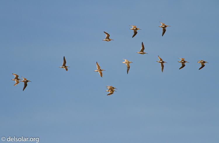 Canon EOS 7D  --  400 mm  --  EF400mm f/5.6L USM  