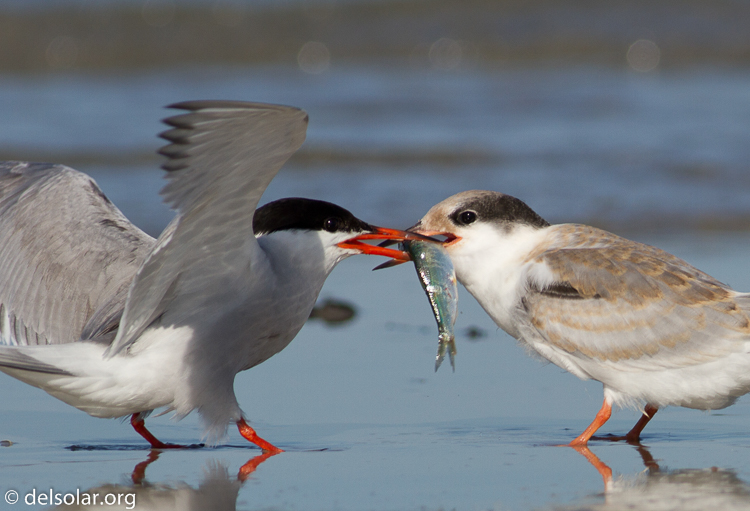 Canon EOS 7D  --  400 mm  --  EF400mm f/5.6L USM  