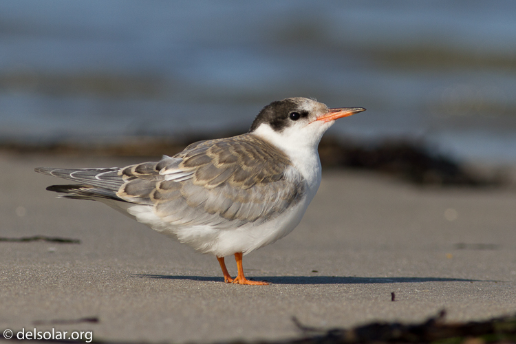 Canon EOS 7D  --  400 mm  --  EF400mm f/5.6L USM  