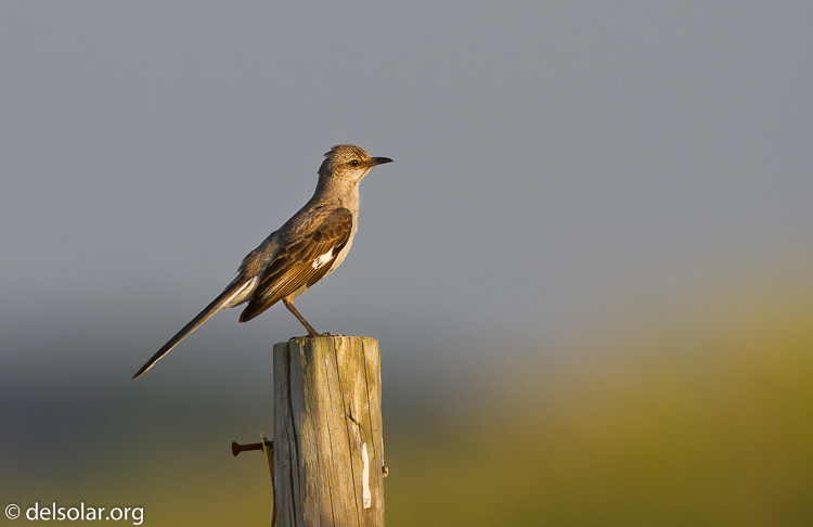 Canon EOS 7D  --  500 mm  --  EF500mm f/4L IS USM  