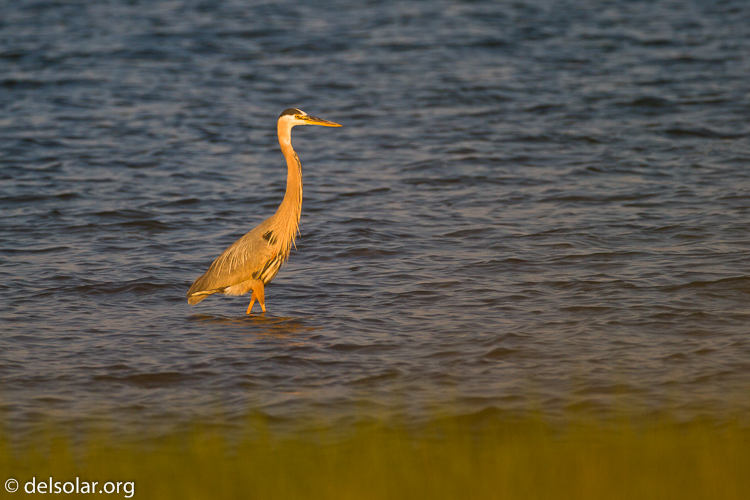 Canon EOS 7D  --  500 mm  --  EF500mm f/4L IS USM  