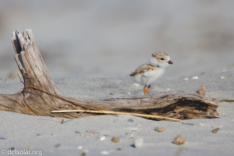Canon EOS 7D  --  500 mm  --  EF500mm f/4L IS USM  