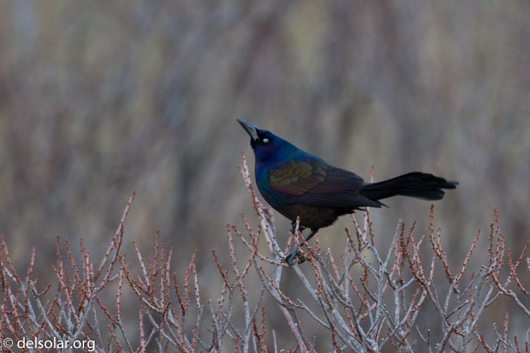 Canon EOS 7D  --  500 mm  --  EF500mm f/4L IS USM  