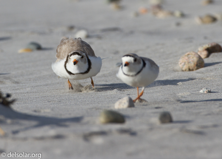 Canon EOS 7D  --  500 mm  --  EF500mm f/4L IS USM  