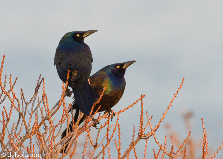 Canon EOS 7D  --  500 mm  --  EF500mm f/4L IS USM  