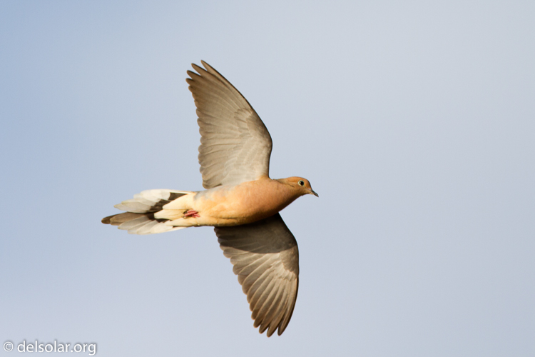 Canon EOS 7D  --  500 mm  --  EF500mm f/4L IS USM  