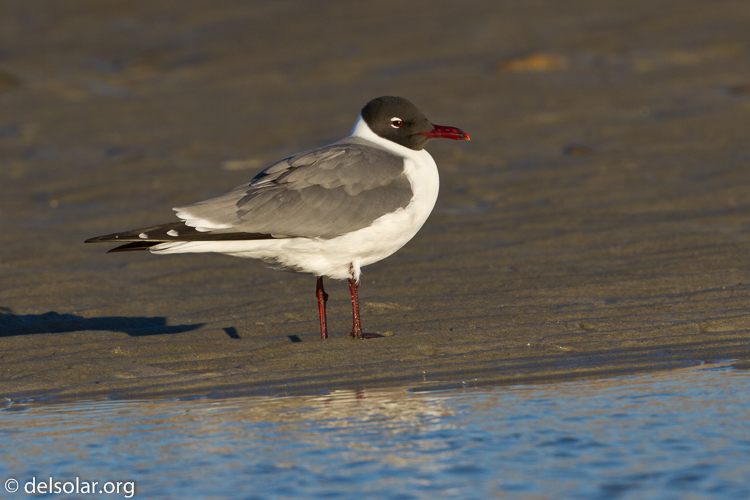 Canon EOS 7D  --  500 mm  --  EF500mm f/4L IS USM  