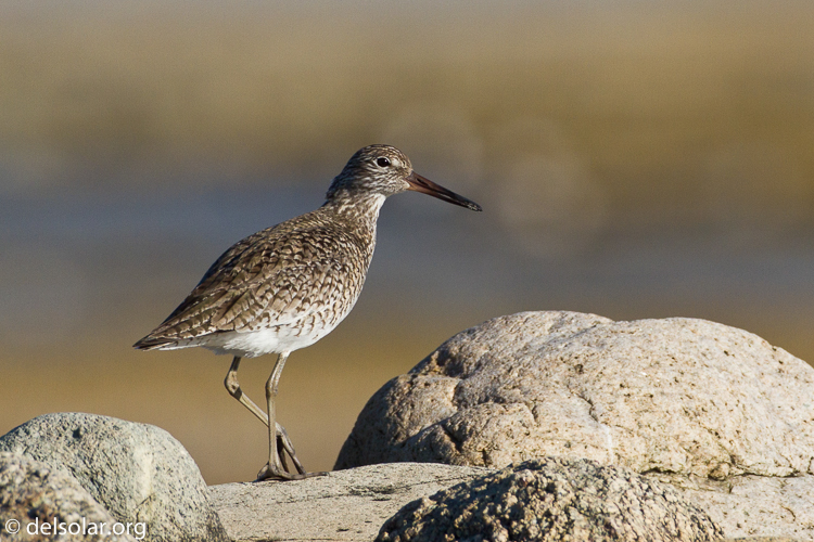 Canon EOS 7D  --  500 mm  --  EF500mm f/4L IS USM  