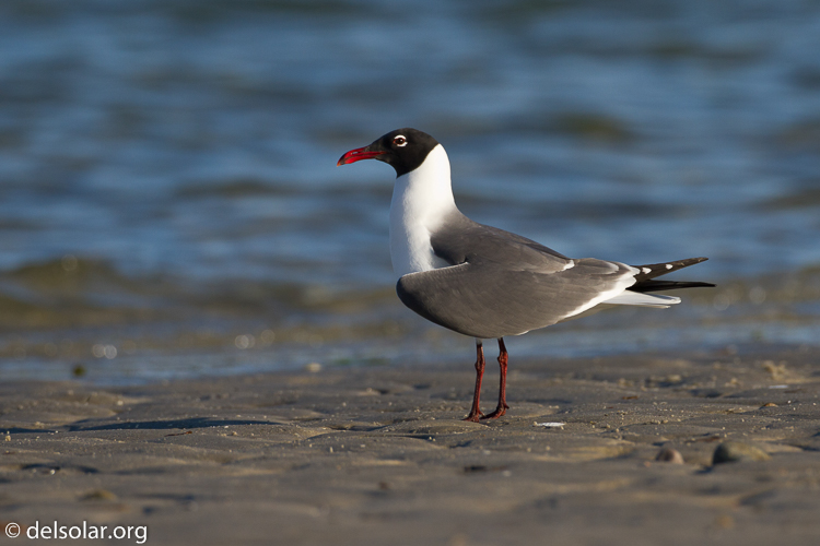 Canon EOS 7D  --  500 mm  --  EF500mm f/4L IS USM  