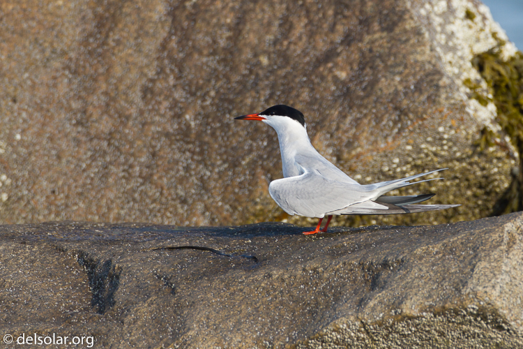 Canon EOS 7D  --  500 mm  --  EF500mm f/4L IS USM  