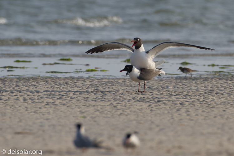 Canon EOS 7D  --  500 mm  --  EF500mm f/4L IS USM  