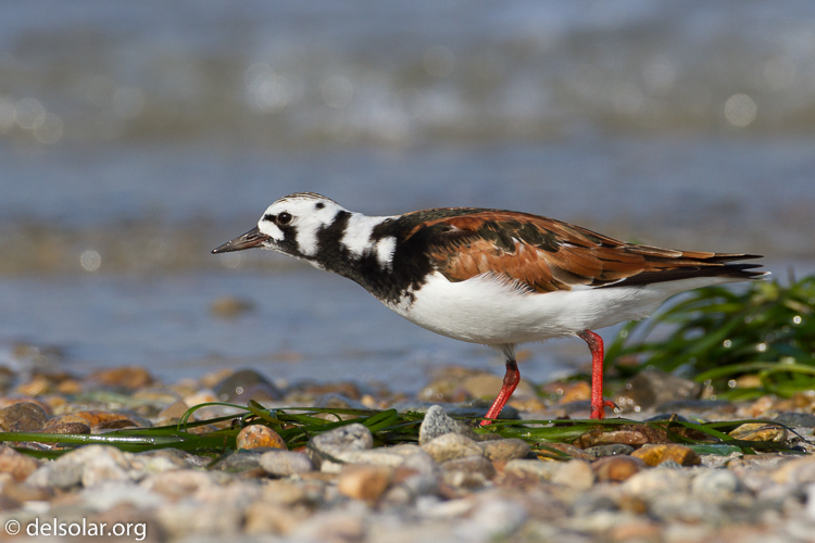 Canon EOS 7D  --  500 mm  --  EF500mm f/4L IS USM  