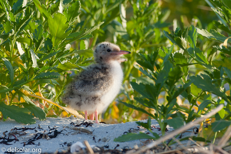 Canon EOS 5D Mark II  --  500 mm  --  EF500mm f/4L IS USM  