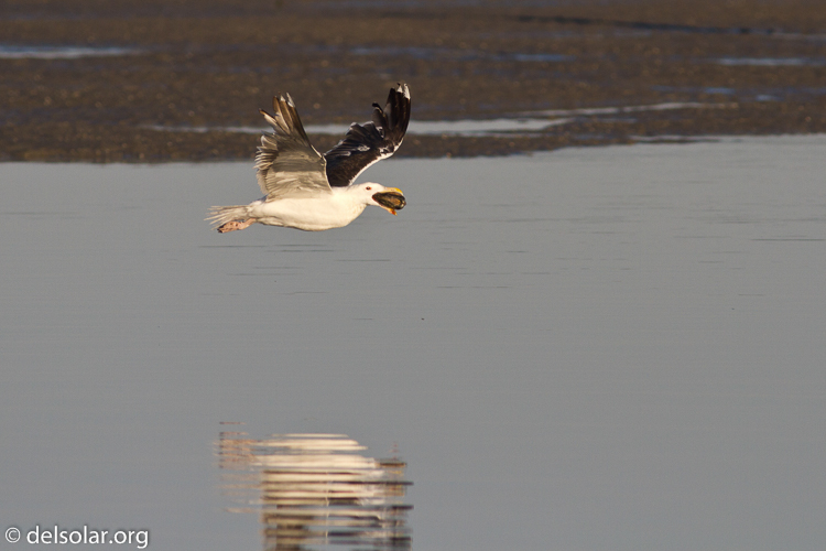 Canon EOS 7D  --  400 mm  --  EF400mm f/5.6L USM  