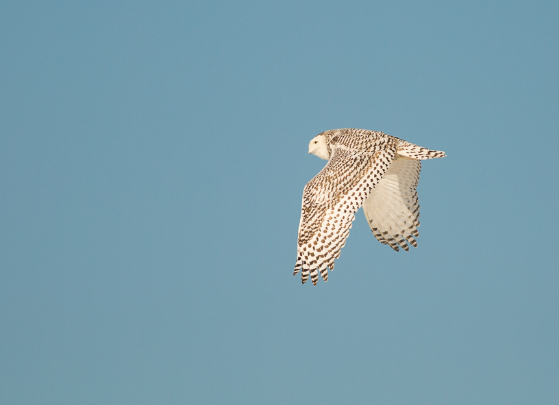 Canon EOS 5D Mark III - EF400mm f/5.6L USM