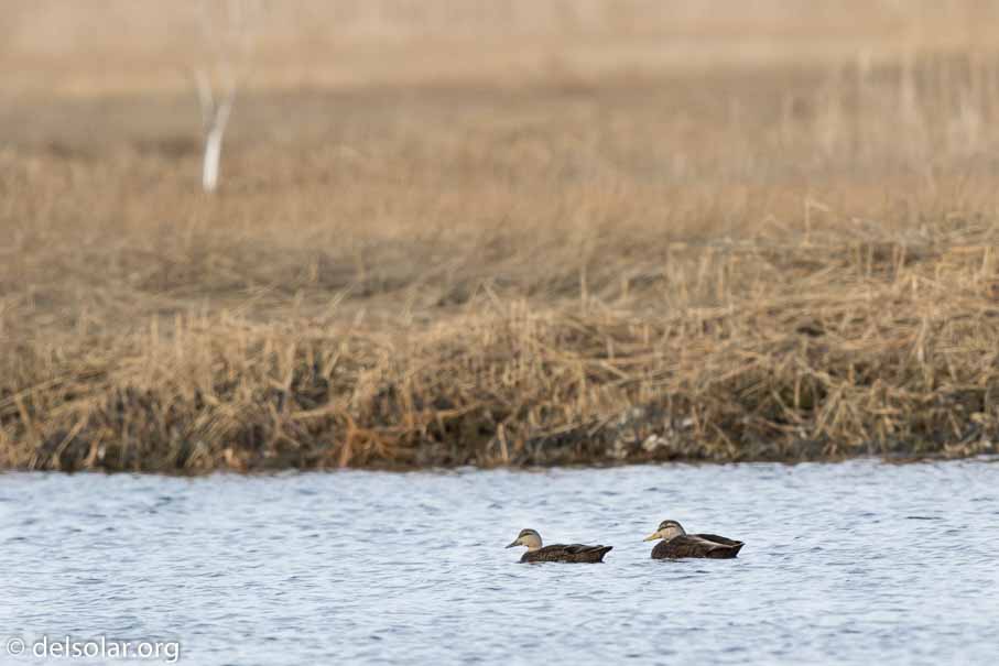 Canon EOS 7D Mark II  --  600 mm  --  EF600mm f/4L IS II USM  