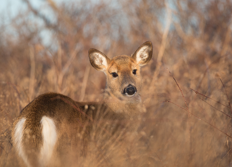 Canon EOS 5D Mark III - EF500mm f/4L IS USM