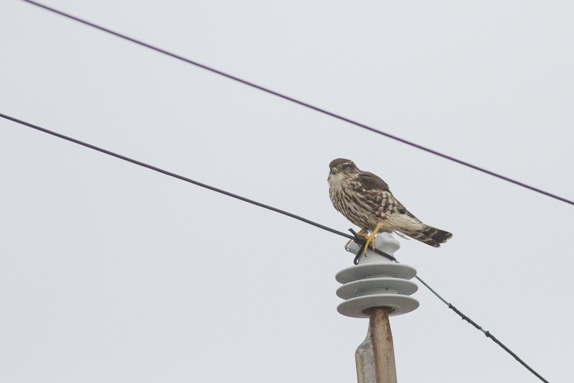 Canon EOS 7D - EF400mm f/5.6L USM