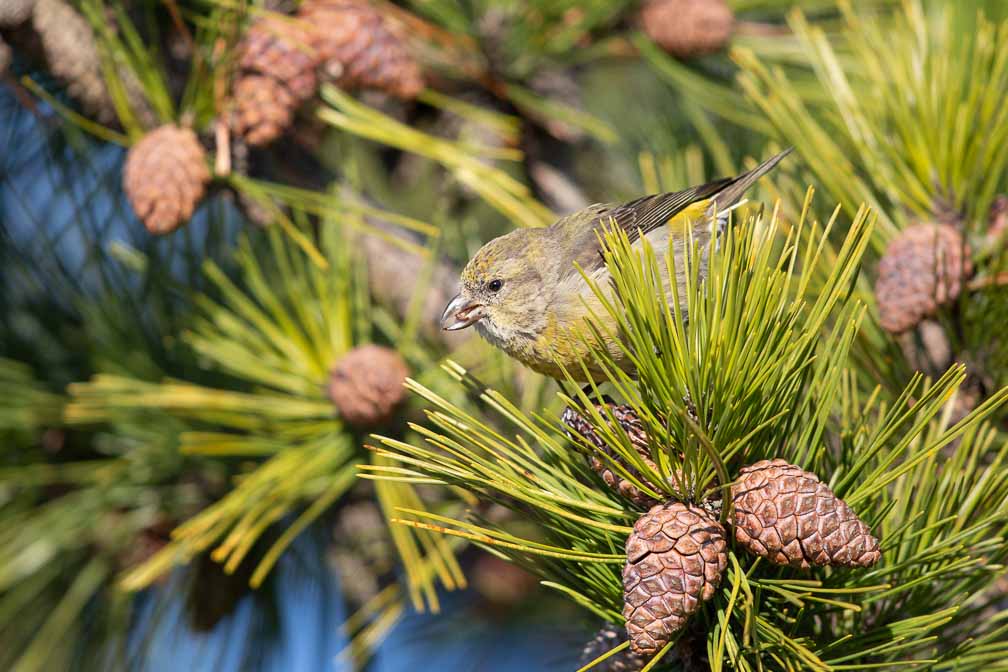 Canon EOS 5D Mark III  --  EF600mm f/4L IS II USM -- 1/2500 sec at f / 4.5 -- ISO 400 -- 0 EV -- 