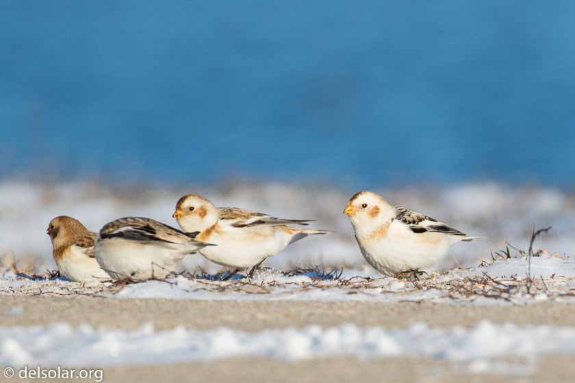 Canon EOS 7D Mark II  --  490 mm  --  EF100-400mm f/4.5-5.6L IS II USM +1.4x III  