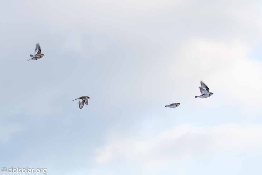 Canon EOS 7D Mark II  --  160 mm  --  EF100-400mm f/4.5-5.6L IS II USM +1.4x III  