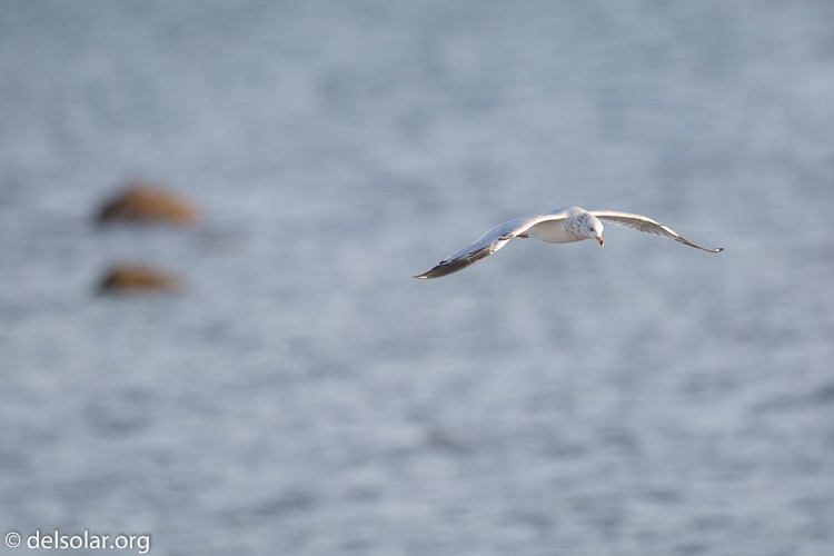 Canon EOS 5D Mark III  --  500 mm  --  EF500mm f/4L IS USM  