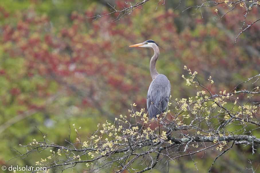 Canon EOS 7D Mark II  --  EF600mm f/4L IS II USM -- 1/2500 sec at f / 4.5 -- ISO 1250 -- 2/3 EV -- 