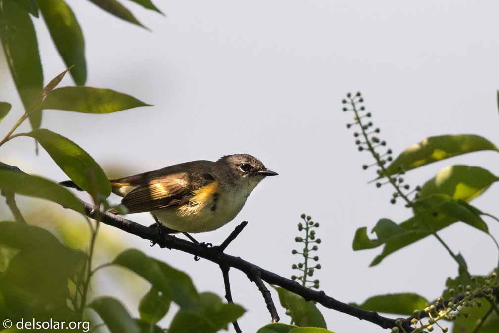 Canon EOS 7D Mark II  --  EF600mm f/4L IS II USM -- 1/6400 sec at f / 5.0 -- ISO 640 -- 0 EV -- 