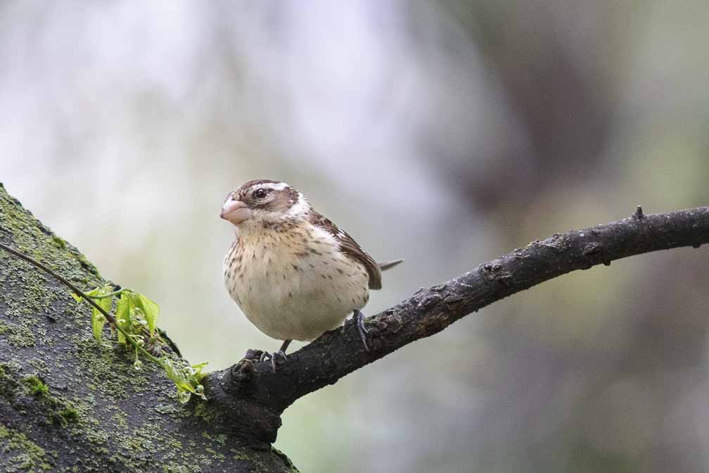 Canon EOS R6  --  EF600mm f/4L IS II USM +1.4x III -- 1/1000 sec at f / 6.3 -- ISO 5000 -- 0 EV -- 