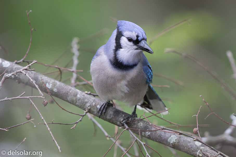 Canon EOS 7D Mark II  --  600 mm  --  EF600mm f/4L IS II USM  