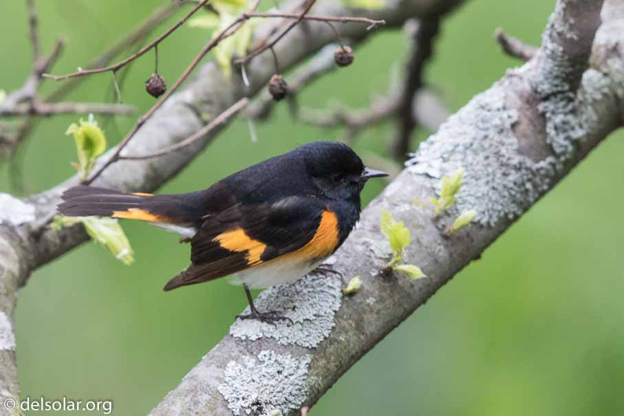 Canon EOS 7D Mark II  --  600 mm  --  EF600mm f/4L IS II USM  