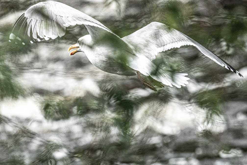 ILCE-1  --  FE 400-800mm F6.3-8 G OSS -- 1/5000 sec at f / 9.0 -- ISO 2500 -- 0 EV -- 