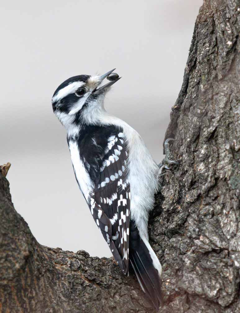 Canon EOS 7D Mark II  --  EF600mm f/4L IS II USM +1.4x III -- 1/320 sec at f / 5.6 -- ISO 1250 -- 1/3 EV -- 