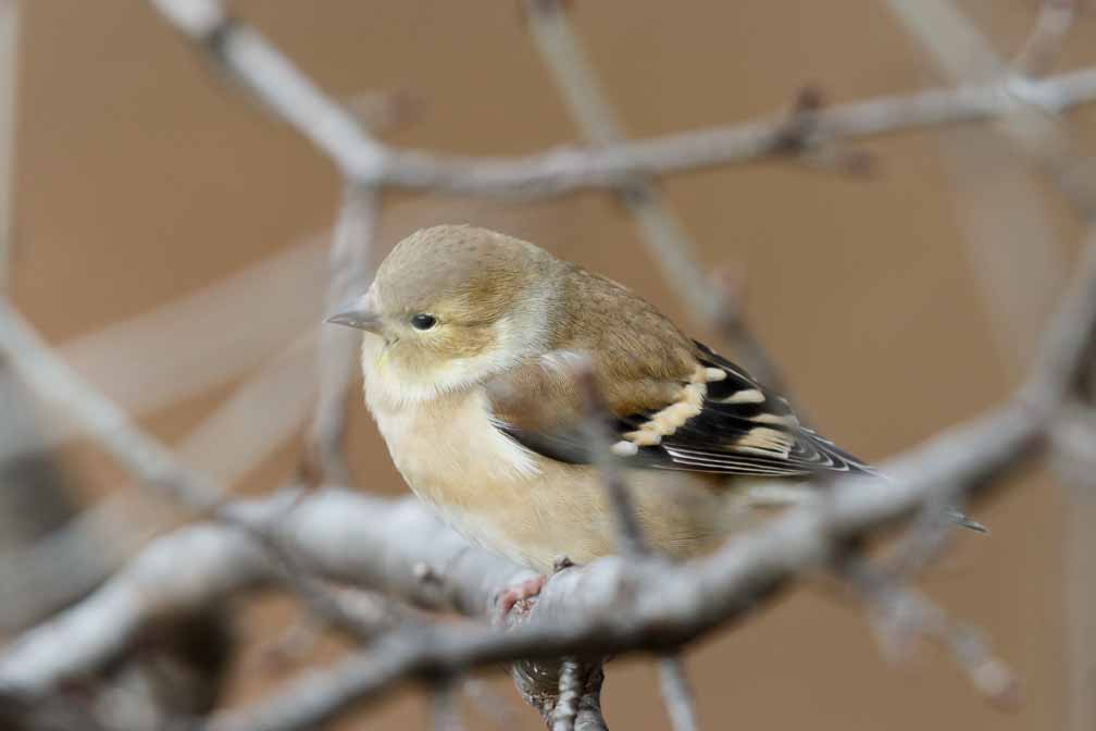 Canon EOS 7D Mark II  --  EF600mm f/4L IS II USM +1.4x III -- 1/250 sec at f / 7.1 -- ISO 800 -- 1/3 EV -- 