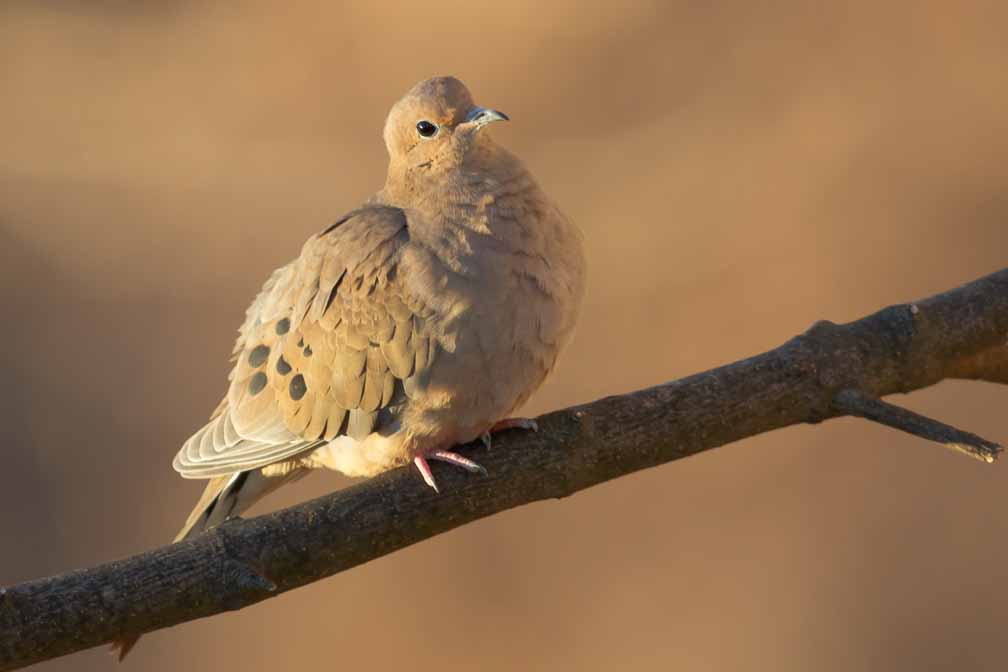 Canon EOS 7D Mark II  --  EF600mm f/4L IS II USM +1.4x III -- 1/200 sec at f / 5.6 -- ISO 640 -- 1/3 EV -- 