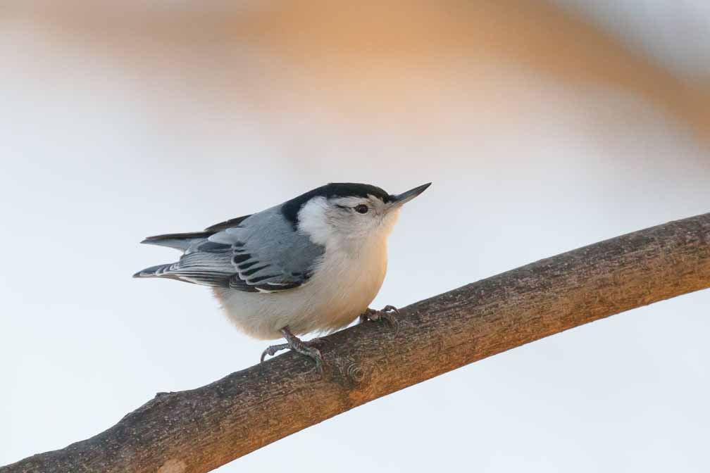 Canon EOS 7D Mark II  --  EF600mm f/4L IS II USM +1.4x III -- 1/640 sec at f / 6.3 -- ISO 1000 -- 1/3 EV -- 