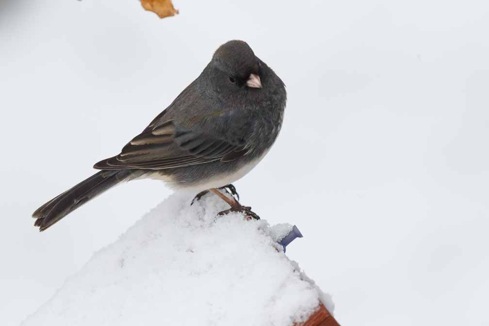 Canon EOS 7D Mark II  --  EF600mm f/4L IS II USM +1.4x III -- 1/3200 sec at f / 6.3 -- ISO 1250 -- 1/3 EV -- 