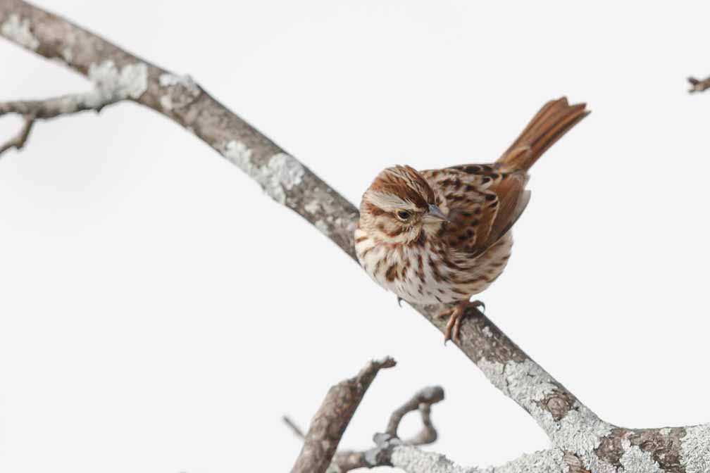 Canon EOS 7D Mark II  --  EF600mm f/4L IS II USM -- 1/5000 sec at f / 5.6 -- ISO 640 -- 1/3 EV -- 