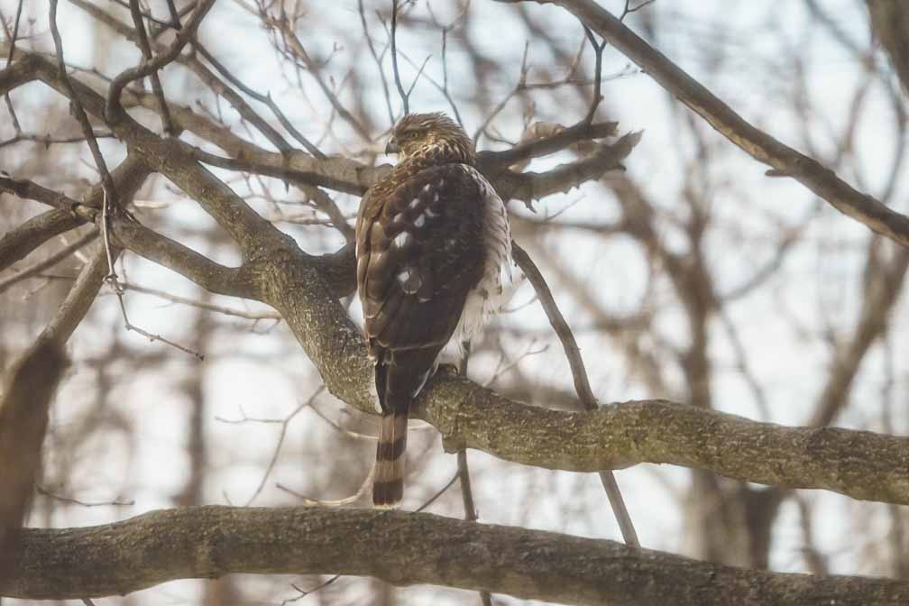 ILCE-6600  --  FE 200-600mm F5.6-6.3 G OSS -- 1/1000 sec at f / 6.3 -- ISO 1600 -- 1 EV -- 