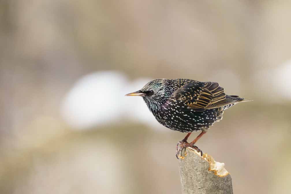 ILCE-6600  --  FE 200-600mm F5.6-6.3 G OSS -- 1/2000 sec at f / 6.3 -- ISO 2000 -- 1 EV -- 