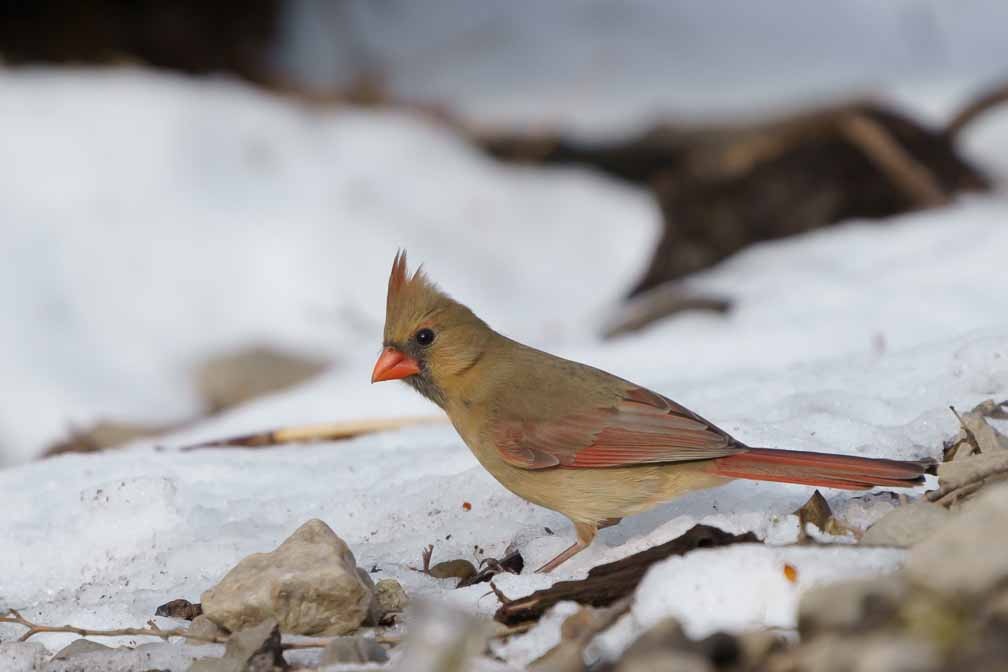 ILCE-6600  --  FE 200-600mm F5.6-6.3 G OSS -- 1/1600 sec at f / 7.1 -- ISO 1000 -- 3/10 EV -- 