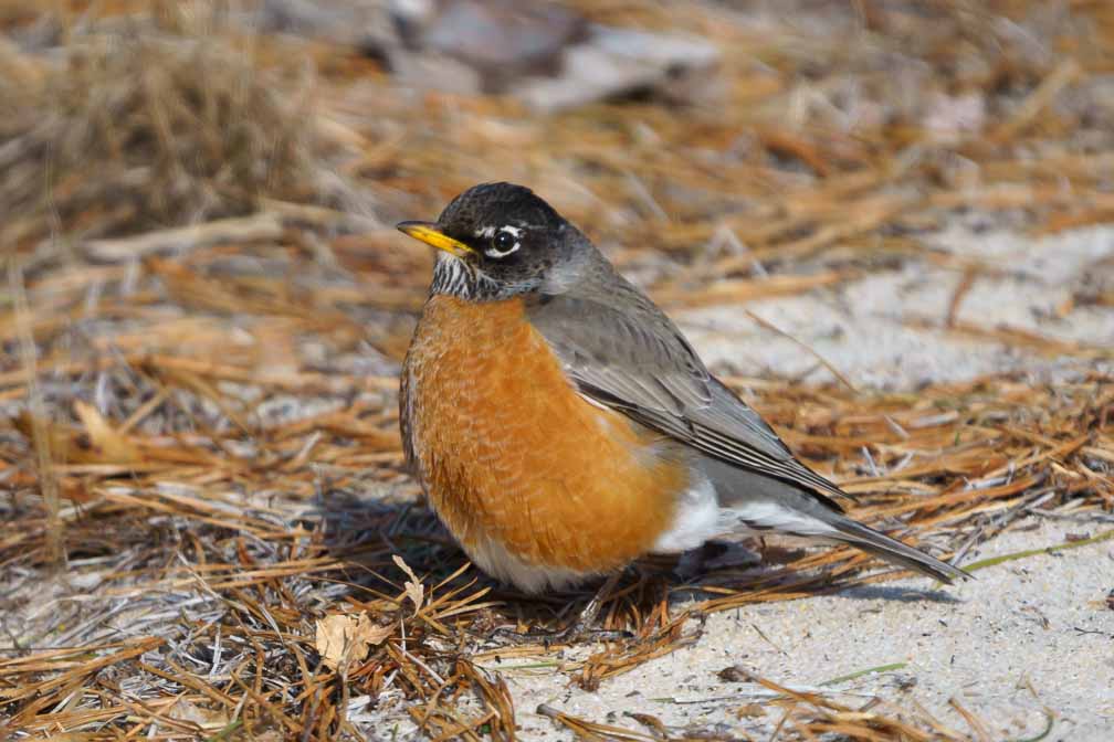 ILCE-6600  --  FE 200-600mm F5.6-6.3 G OSS -- 1/2000 sec at f / 6.3 -- ISO 800 -- 0 EV -- 