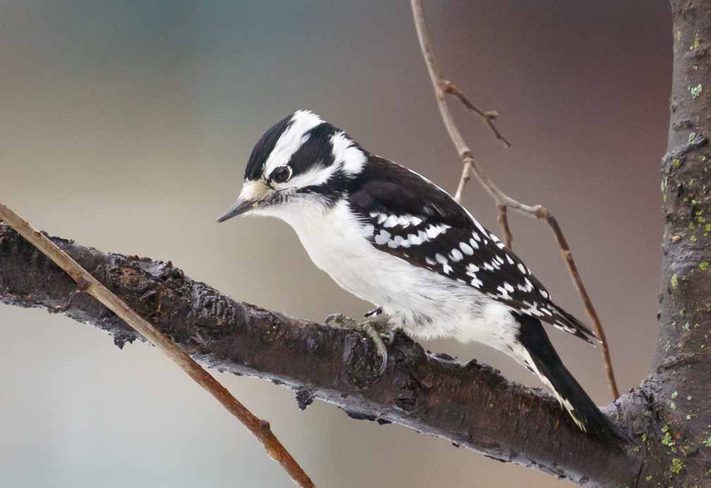 ILCE-7M3  --  FE 200-600mm F5.6-6.3 G OSS -- 1/1250 sec at f / 6.3 -- ISO 2500 -- -7/10 EV -- 