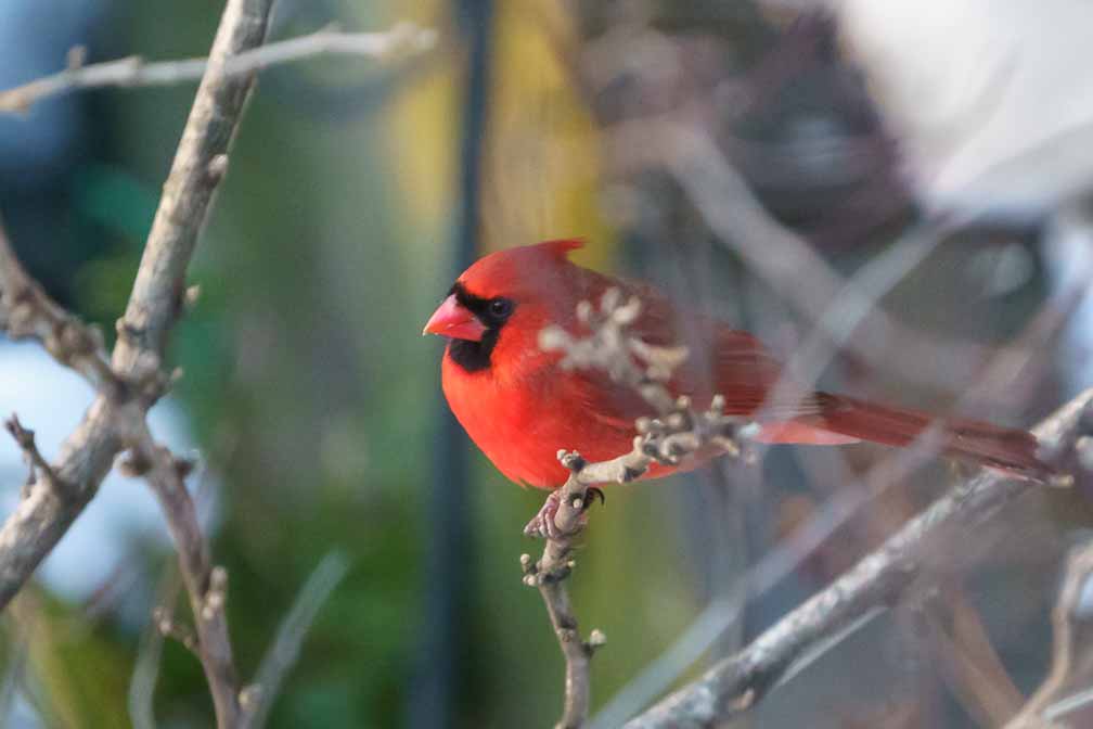 ILCE-7M3  --  FE 200-600mm F5.6-6.3 G OSS -- 1/500 sec at f / 6.3 -- ISO 8000 -- 0 EV -- 