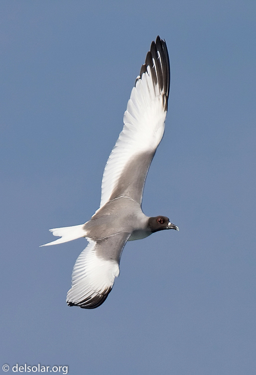 Canon EOS 40D  --  420 mm  --  EF300mm f/2.8L IS USM +1.4x  