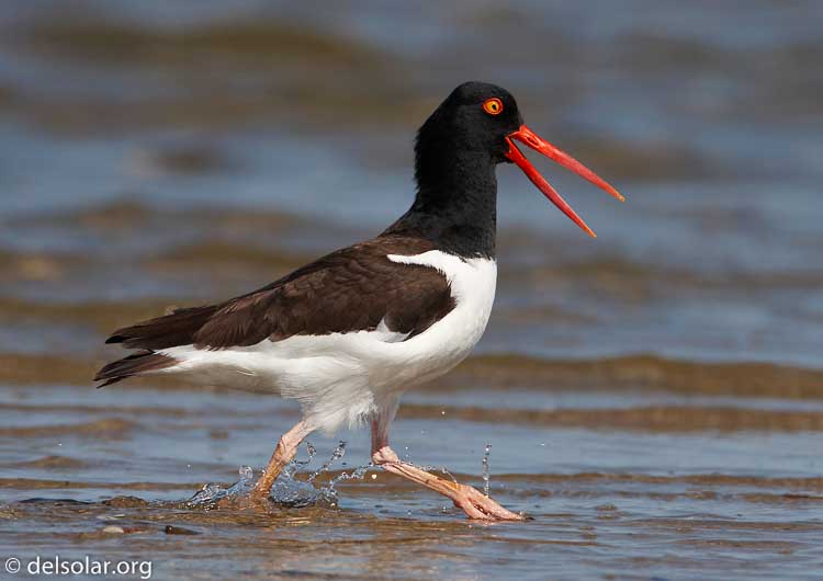 Canon EOS 20D  --  700 mm  --    