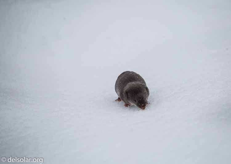 Canon EOS 5D Mark III  --  400 mm  --  EF100-400mm f/4.5-5.6L IS II USM  